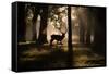 A Red Deer Stag Walks Through a Forest in the Early Morning Mist in Richmond Park in Autumn-Alex Saberi-Framed Stretched Canvas