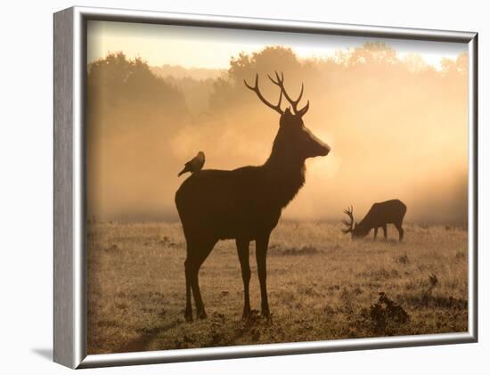 A Red Deer with Western Jackdaw, Corvus Monedula, in London's Richmond Park-Alex Saberi-Framed Photographic Print