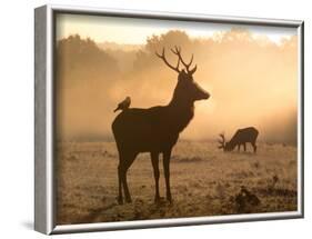 A Red Deer with Western Jackdaw, Corvus Monedula, in London's Richmond Park-Alex Saberi-Framed Photographic Print