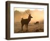 A Red Deer with Western Jackdaw, Corvus Monedula, in London's Richmond Park-Alex Saberi-Framed Photographic Print