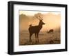 A Red Deer with Western Jackdaw, Corvus Monedula, in London's Richmond Park-Alex Saberi-Framed Photographic Print