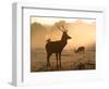 A Red Deer with Western Jackdaw, Corvus Monedula, in London's Richmond Park-Alex Saberi-Framed Photographic Print