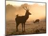 A Red Deer with Western Jackdaw, Corvus Monedula, in London's Richmond Park-Alex Saberi-Mounted Photographic Print