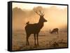 A Red Deer with Western Jackdaw, Corvus Monedula, in London's Richmond Park-Alex Saberi-Framed Stretched Canvas