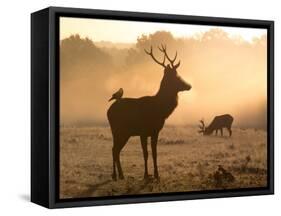 A Red Deer with Western Jackdaw, Corvus Monedula, in London's Richmond Park-Alex Saberi-Framed Stretched Canvas
