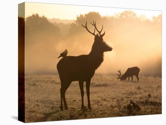 A Red Deer with Western Jackdaw, Corvus Monedula, in London's Richmond Park-Alex Saberi-Stretched Canvas