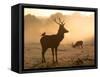 A Red Deer with Western Jackdaw, Corvus Monedula, in London's Richmond Park-Alex Saberi-Framed Stretched Canvas