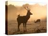 A Red Deer with Western Jackdaw, Corvus Monedula, in London's Richmond Park-Alex Saberi-Stretched Canvas