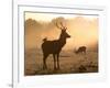 A Red Deer with Western Jackdaw, Corvus Monedula, in London's Richmond Park-Alex Saberi-Framed Photographic Print