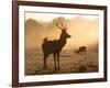 A Red Deer with Western Jackdaw, Corvus Monedula, in London's Richmond Park-Alex Saberi-Framed Photographic Print