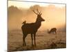 A Red Deer with Western Jackdaw, Corvus Monedula, in London's Richmond Park-Alex Saberi-Mounted Photographic Print