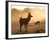 A Red Deer with Western Jackdaw, Corvus Monedula, in London's Richmond Park-Alex Saberi-Framed Photographic Print