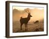 A Red Deer with Western Jackdaw, Corvus Monedula, in London's Richmond Park-Alex Saberi-Framed Premium Photographic Print