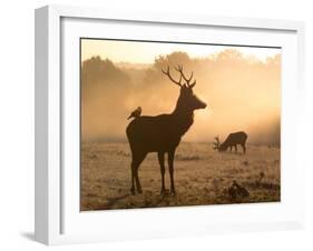 A Red Deer with Western Jackdaw, Corvus Monedula, in London's Richmond Park-Alex Saberi-Framed Photographic Print