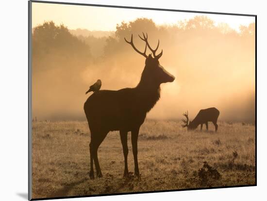 A Red Deer with Western Jackdaw, Corvus Monedula, in London's Richmond Park-Alex Saberi-Mounted Photographic Print