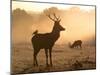 A Red Deer with Western Jackdaw, Corvus Monedula, in London's Richmond Park-Alex Saberi-Mounted Photographic Print