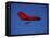 A Red Hang Glider-null-Framed Stretched Canvas