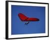 A Red Hang Glider-null-Framed Photographic Print