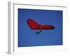 A Red Hang Glider-null-Framed Photographic Print