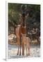 A red hartebeest, Alcelaphus buselaphus, at waterhole with its calf. Kalahari, Botswana-Sergio Pitamitz-Framed Photographic Print