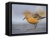 A Red Knot (Calidris Canutus) in Breeding Plumage, Washington, USA-Gary Luhm-Framed Stretched Canvas