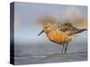 A Red Knot (Calidris Canutus) in Breeding Plumage, Washington, USA-Gary Luhm-Stretched Canvas