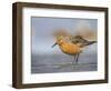 A Red Knot (Calidris Canutus) in Breeding Plumage, Washington, USA-Gary Luhm-Framed Photographic Print