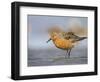 A Red Knot (Calidris Canutus) in Breeding Plumage, Washington, USA-Gary Luhm-Framed Photographic Print