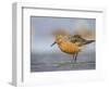 A Red Knot (Calidris Canutus) in Breeding Plumage, Washington, USA-Gary Luhm-Framed Photographic Print