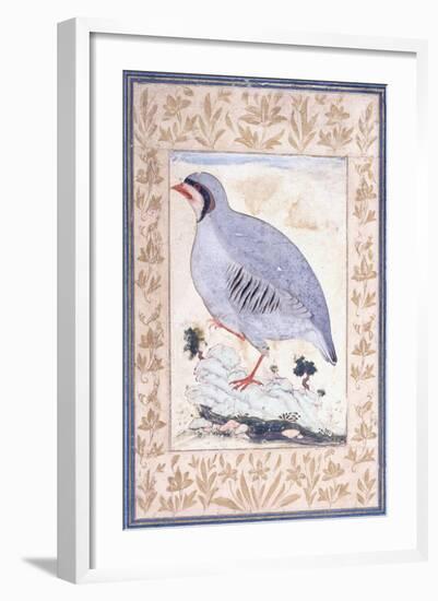 A Red-Legged Partridge, C. Mid 17th Century-null-Framed Giclee Print