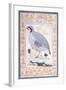 A Red-Legged Partridge, C. Mid 17th Century-null-Framed Giclee Print