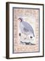 A Red-Legged Partridge, C. Mid 17th Century-null-Framed Giclee Print