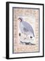 A Red-Legged Partridge, C. Mid 17th Century-null-Framed Giclee Print