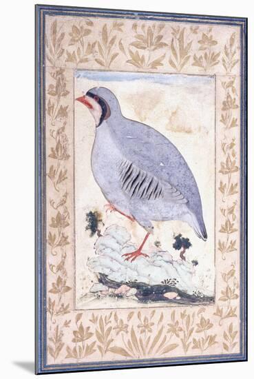 A Red-Legged Partridge, C. Mid 17th Century-null-Mounted Giclee Print