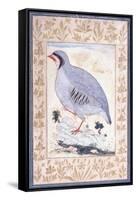 A Red-Legged Partridge, C. Mid 17th Century-null-Framed Stretched Canvas