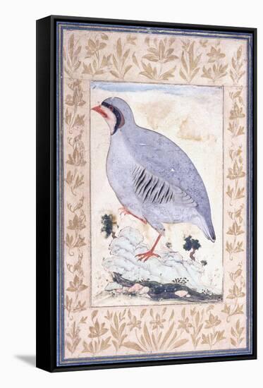 A Red-Legged Partridge, C. Mid 17th Century-null-Framed Stretched Canvas