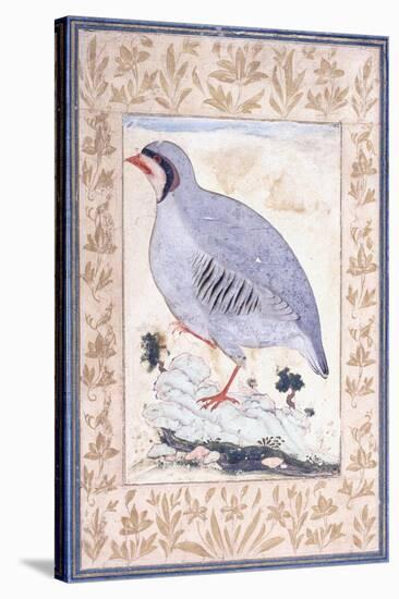 A Red-Legged Partridge, C. Mid 17th Century-null-Stretched Canvas