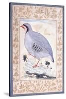 A Red-Legged Partridge, C. Mid 17th Century-null-Stretched Canvas