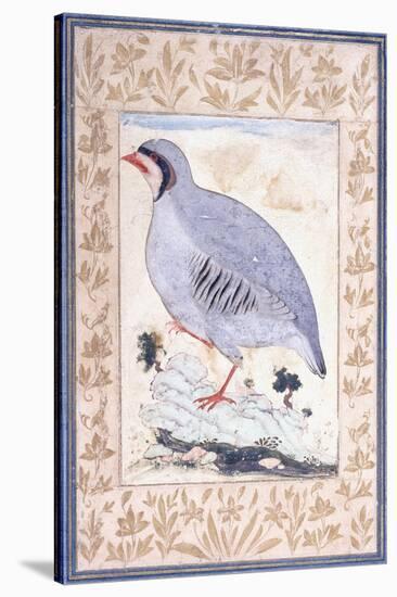 A Red-Legged Partridge, C. Mid 17th Century-null-Stretched Canvas