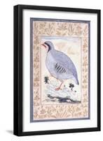 A Red-Legged Partridge, C. Mid 17th Century-null-Framed Giclee Print