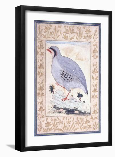 A Red-Legged Partridge, C. Mid 17th Century-null-Framed Giclee Print