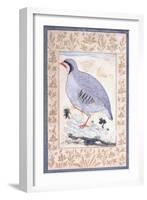 A Red-Legged Partridge, C. Mid 17th Century-null-Framed Giclee Print