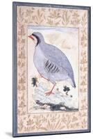 A Red-Legged Partridge, C. Mid 17th Century-null-Mounted Giclee Print