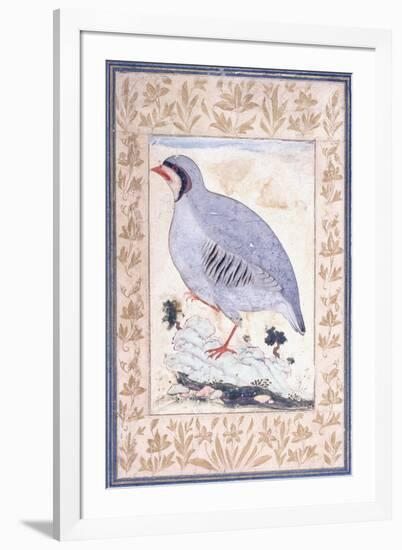 A Red-Legged Partridge, C. Mid 17th Century-null-Framed Giclee Print