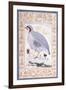 A Red-Legged Partridge, C. Mid 17th Century-null-Framed Giclee Print