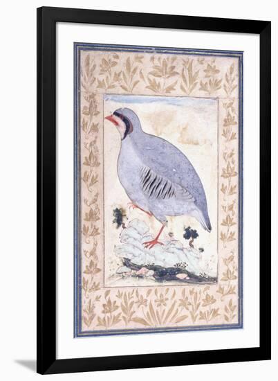 A Red-Legged Partridge, C. Mid 17th Century-null-Framed Giclee Print