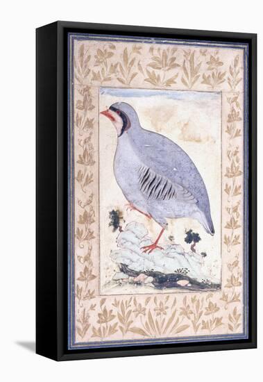 A Red-Legged Partridge, C. Mid 17th Century-null-Framed Stretched Canvas