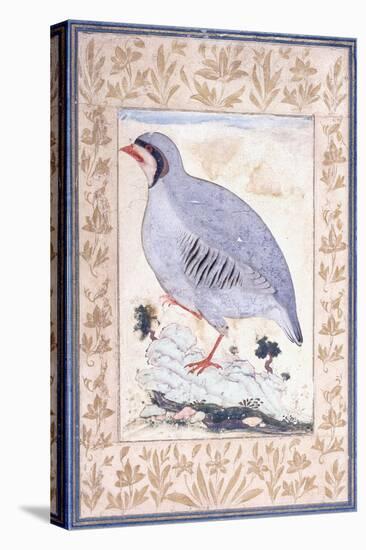 A Red-Legged Partridge, C. Mid 17th Century-null-Stretched Canvas