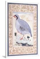 A Red-Legged Partridge, C. Mid 17th Century-null-Framed Giclee Print