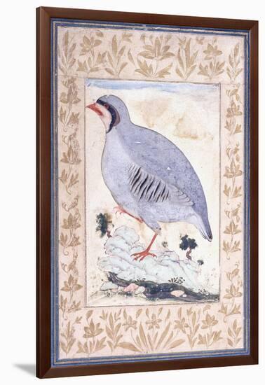 A Red-Legged Partridge, C. Mid 17th Century-null-Framed Giclee Print